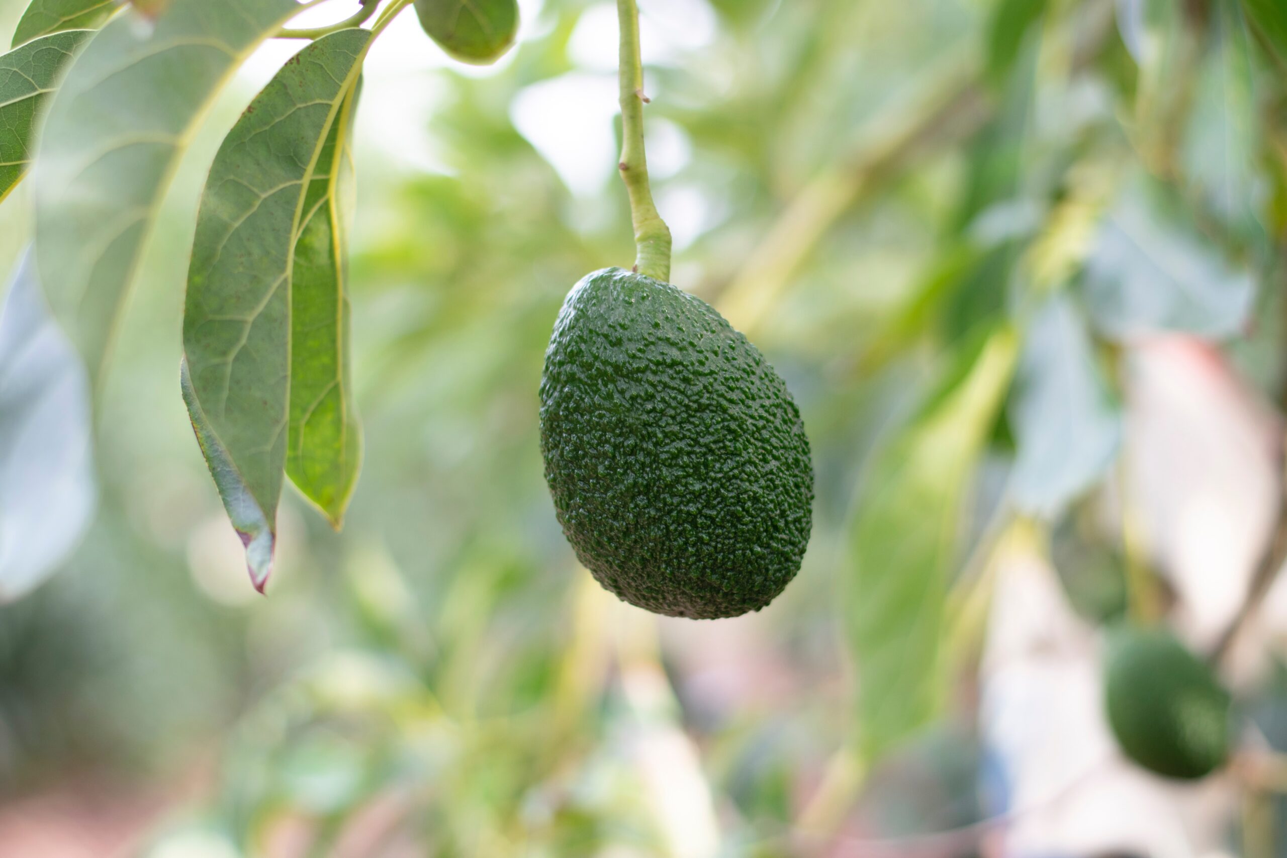 Avocado hanging on tree