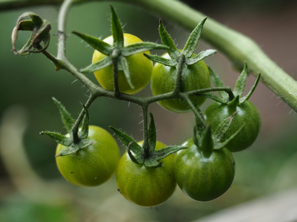 young green tomatoes on the plant