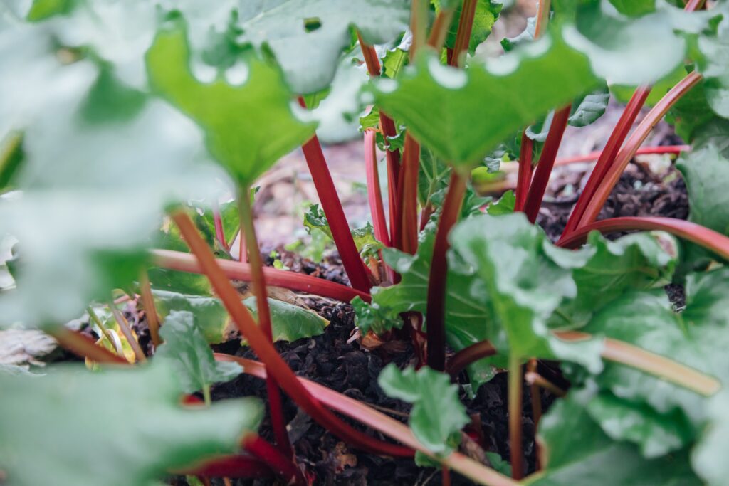 Are Rhubarb and Celery Related / Is Rhubarb a Fruit or a Vegetable