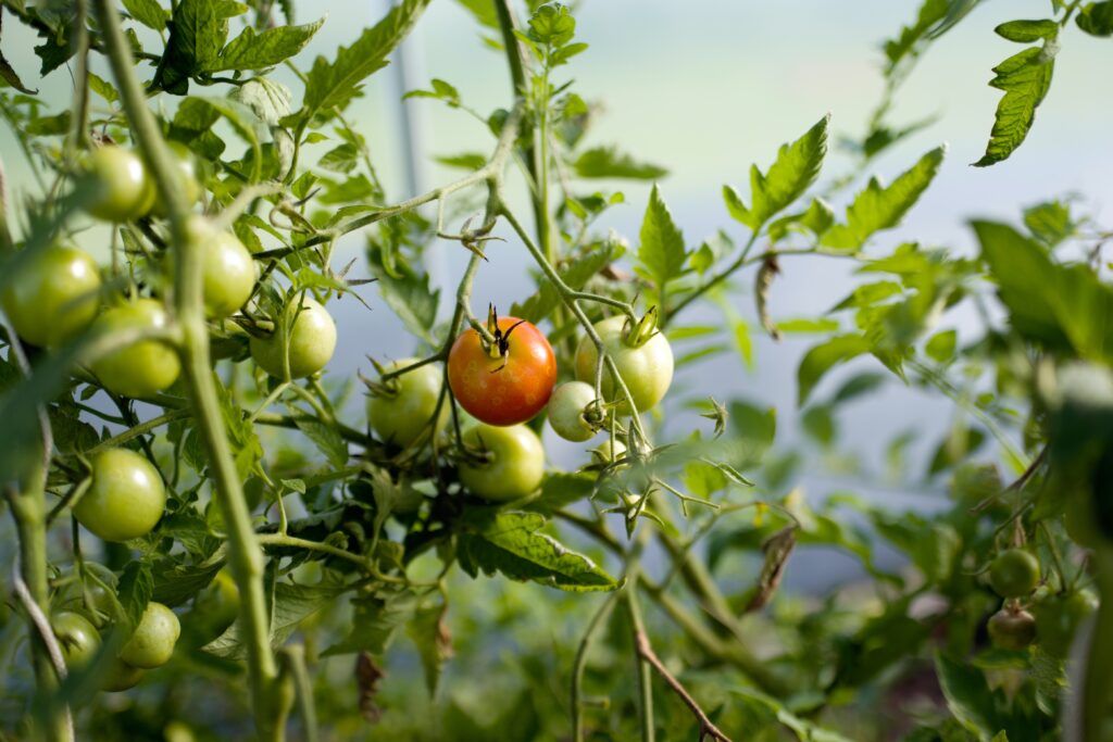 Can You Eat Green Tomatoes