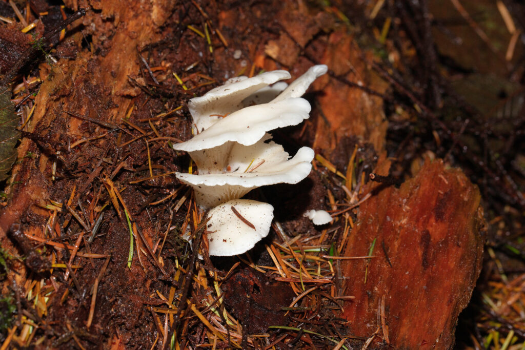 Are Angel's Wings Mushrooms Edible?