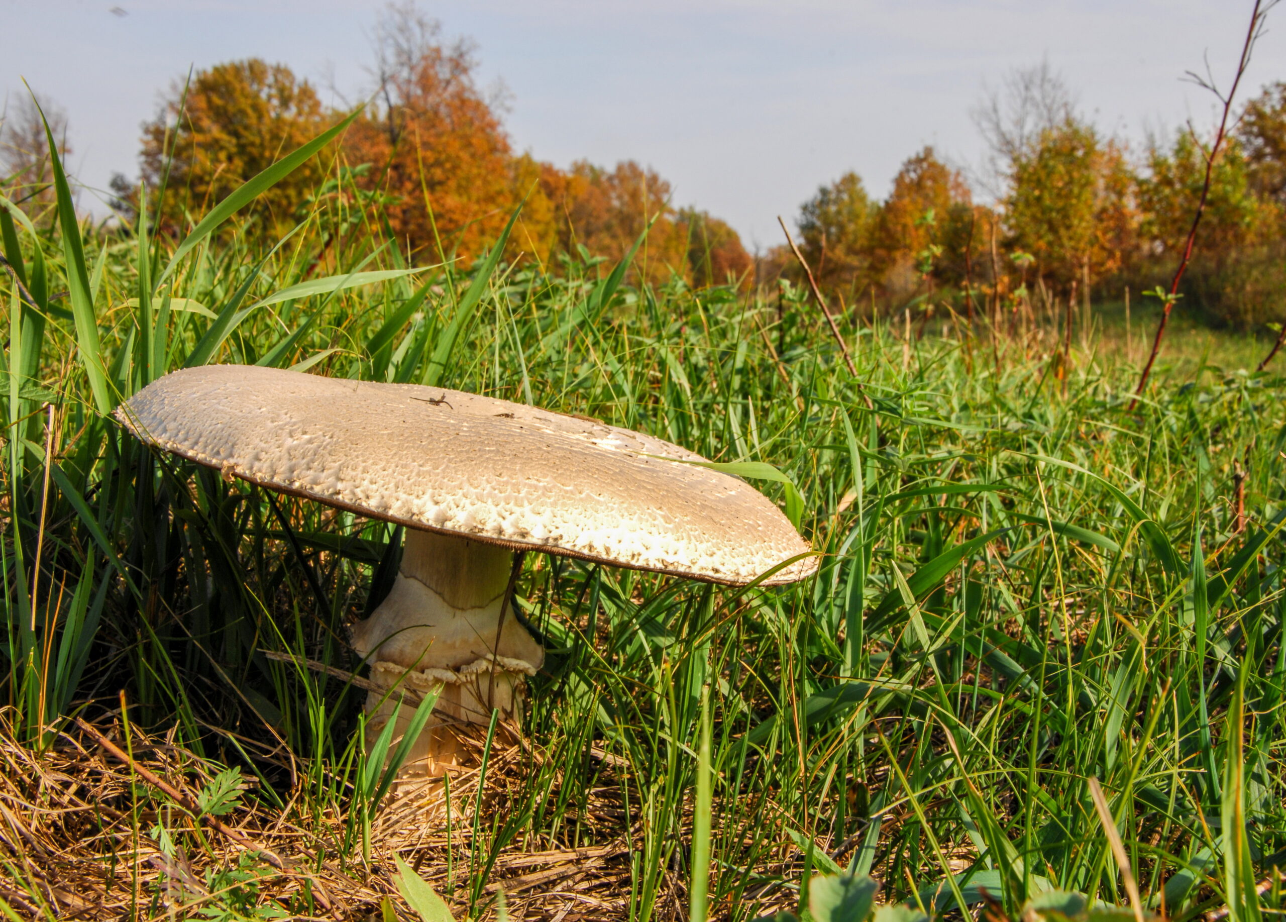 Are Horse Mushrooms Edible?