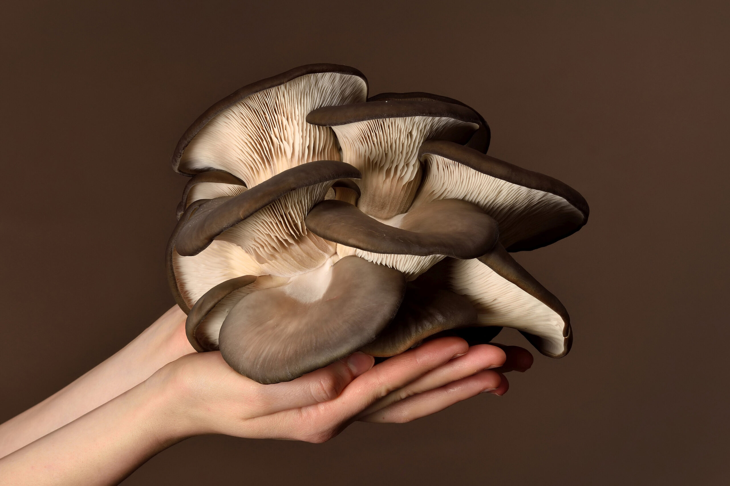 Are Pearl Oyster Mushrooms Edible?