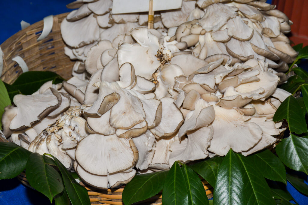 Are Pearl Oyster Mushrooms Psychedelic?