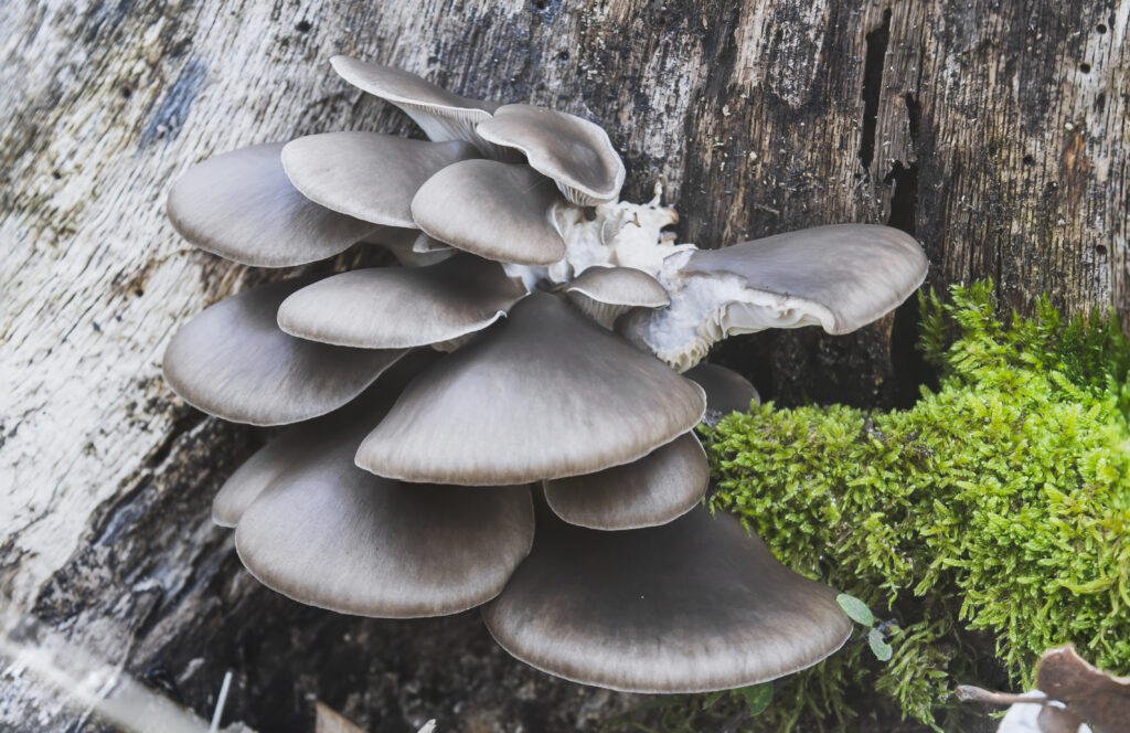 Which Oyster Mushroom is the Best Meat Substitute?