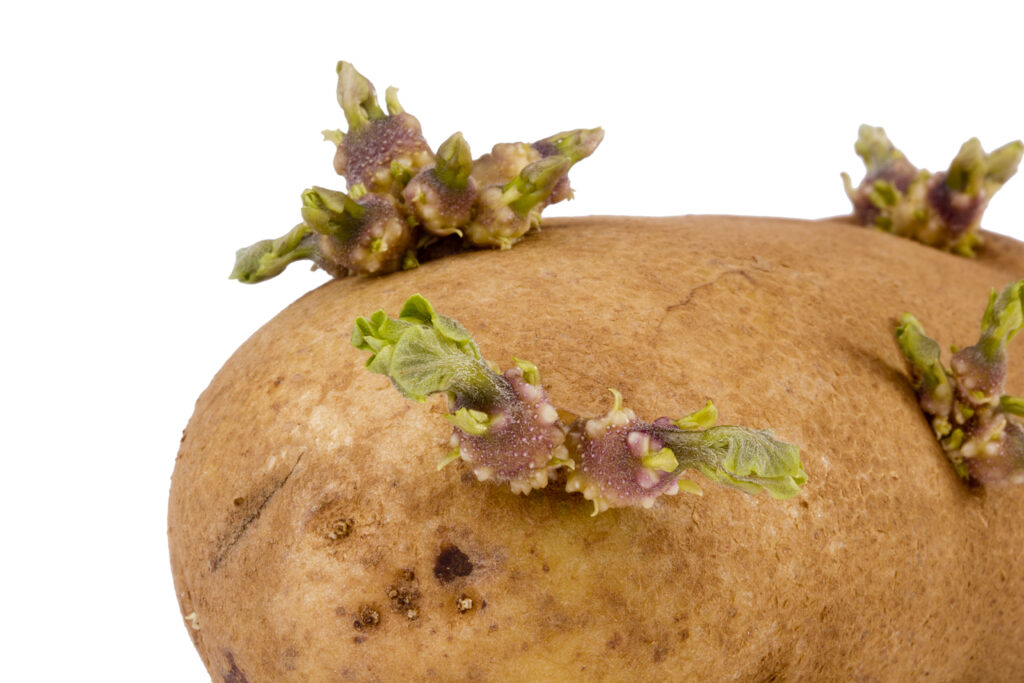 Can You Eat Sprouted Potatoes UK?