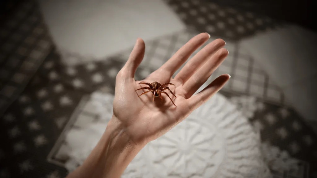 Caramel Nut Brown Recluse Spiders | Food