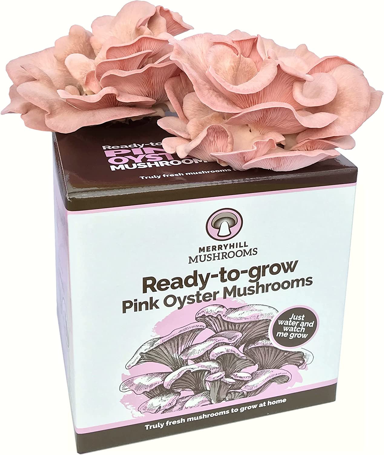 Merryhill Mushrooms Pink Oyster Mushroom Growing Kit