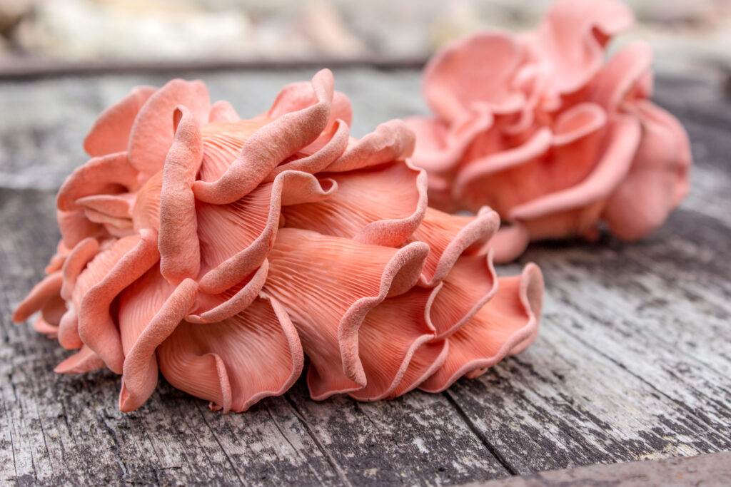 Pink Oyster Mushrooms Meat Substitute