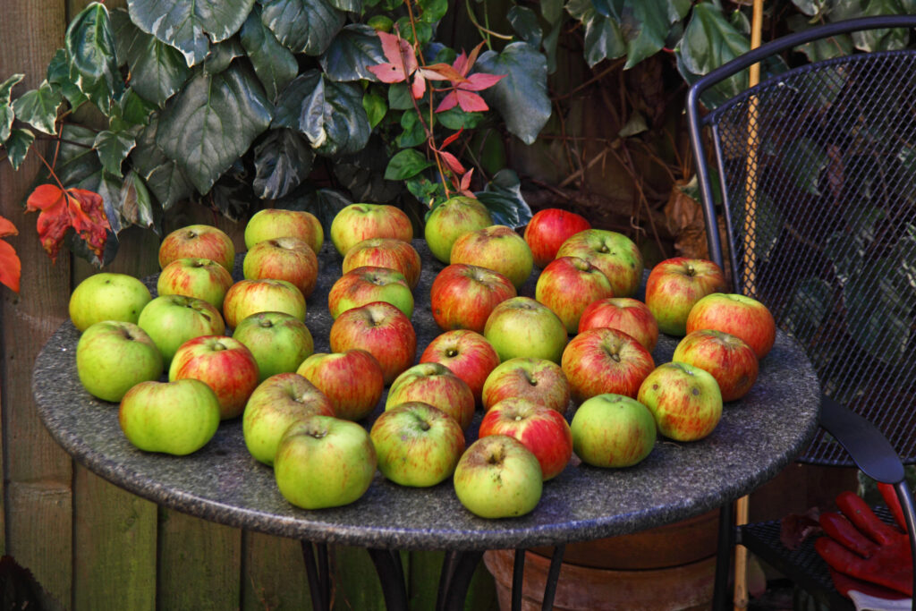 What Apples Are Red and Green UK?