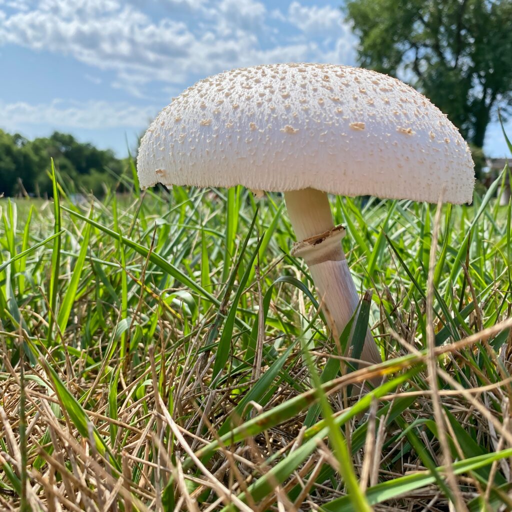 What Do Horse Mushrooms Taste Like?