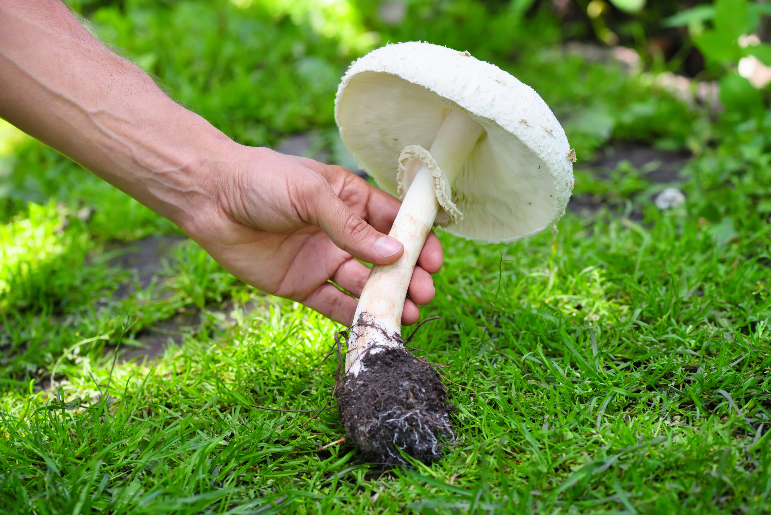 Where to Buy Horse Mushrooms UK