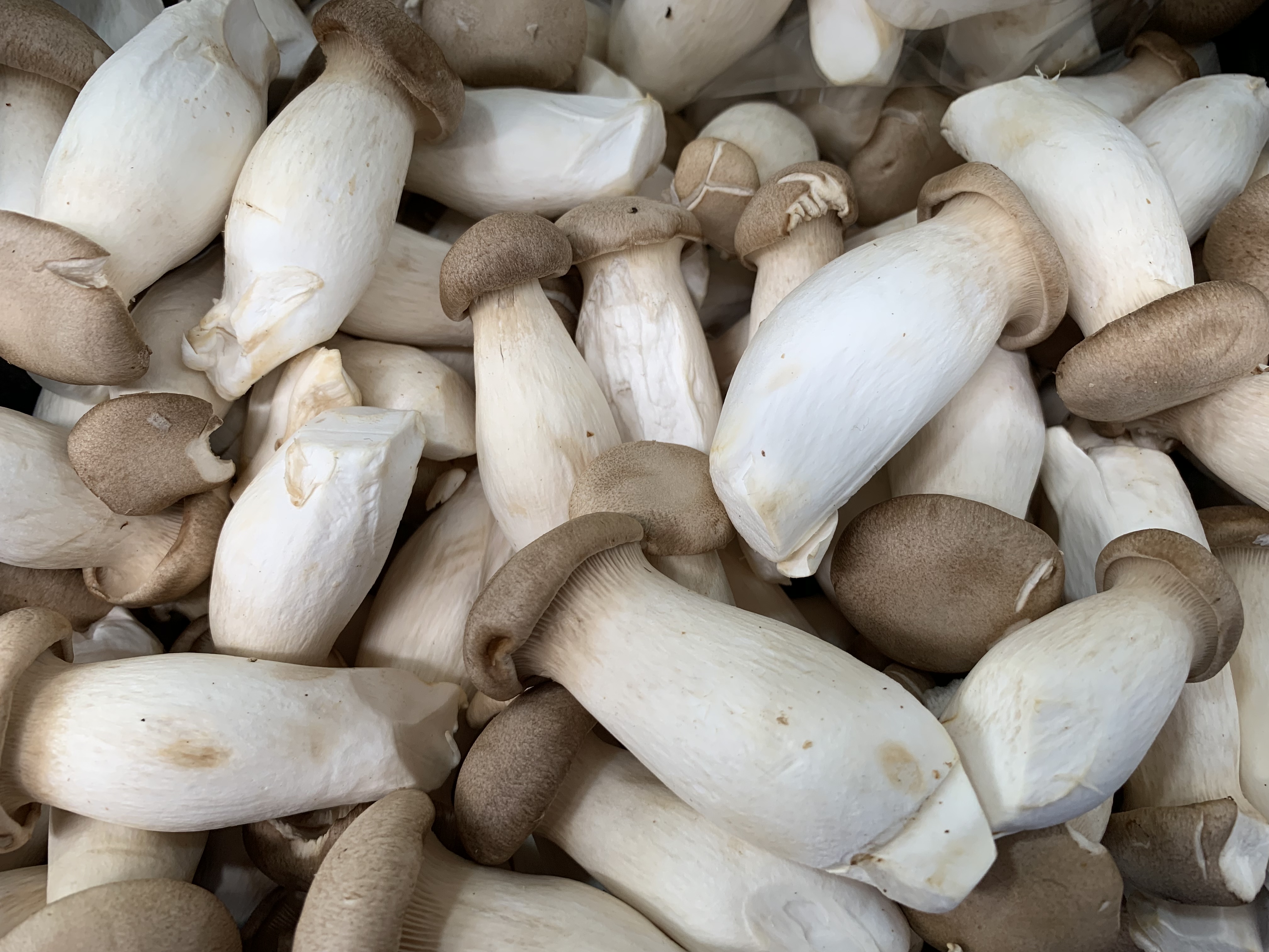 Which Oyster Mushroom is the Best Meat Substitute?