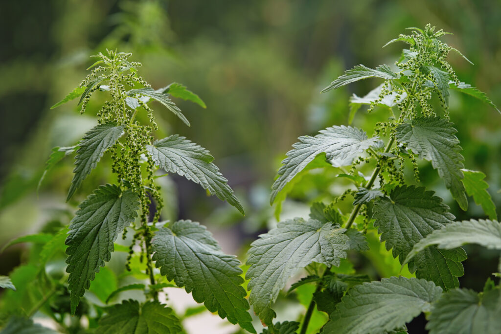 Why is Yarg Cheese Wrapped in Nettles?