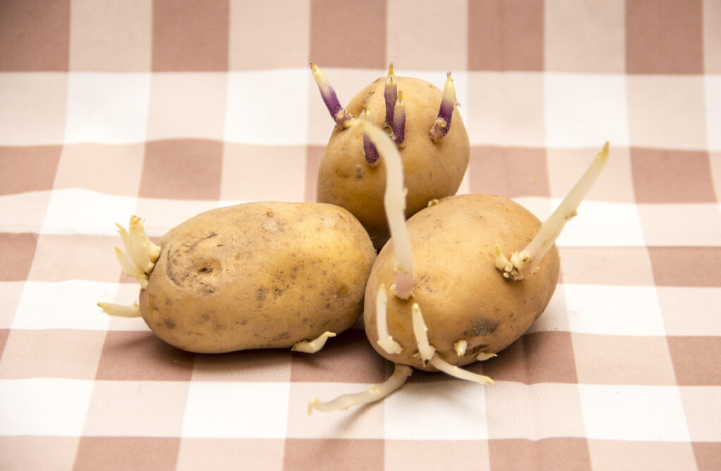 Can You Eat Potato Sprouts?