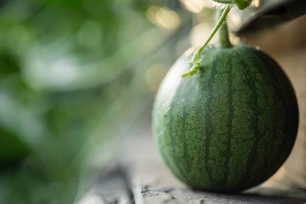 How Long Do Uncut Watermelons Last?