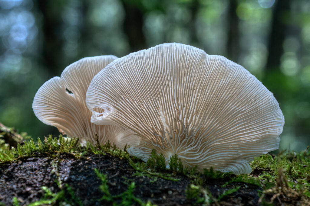 What Are Angel’s Wings Mushrooms?