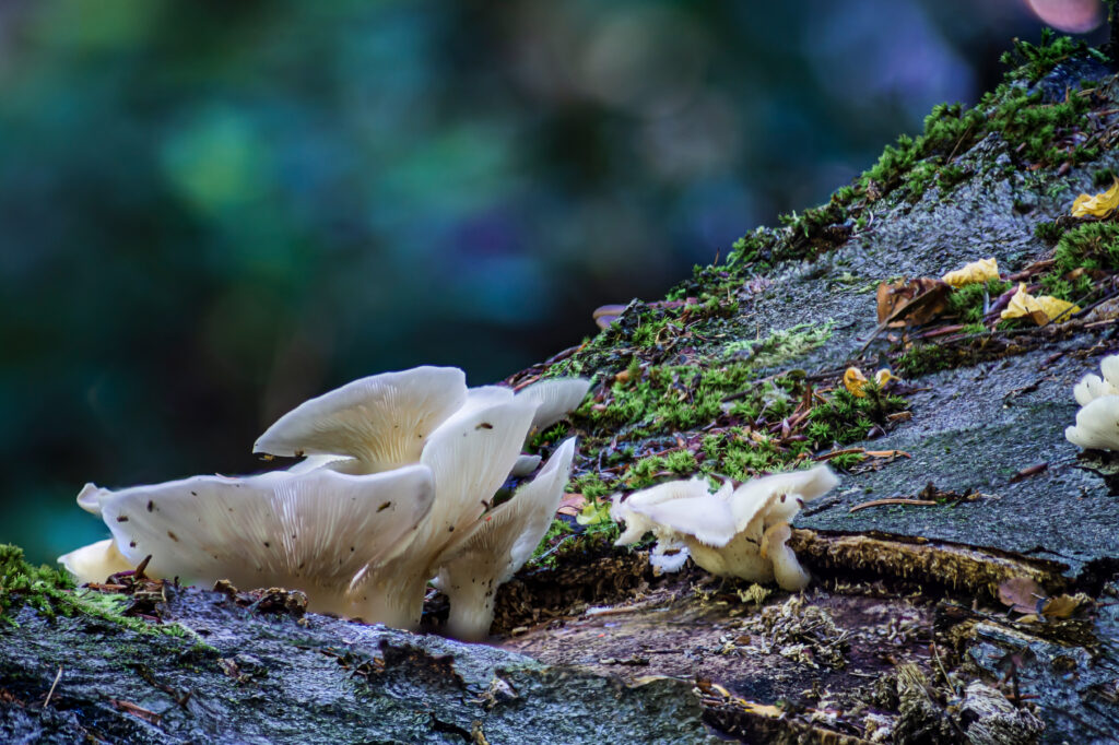 Where Do Angel’s Wings Mushrooms Grow?