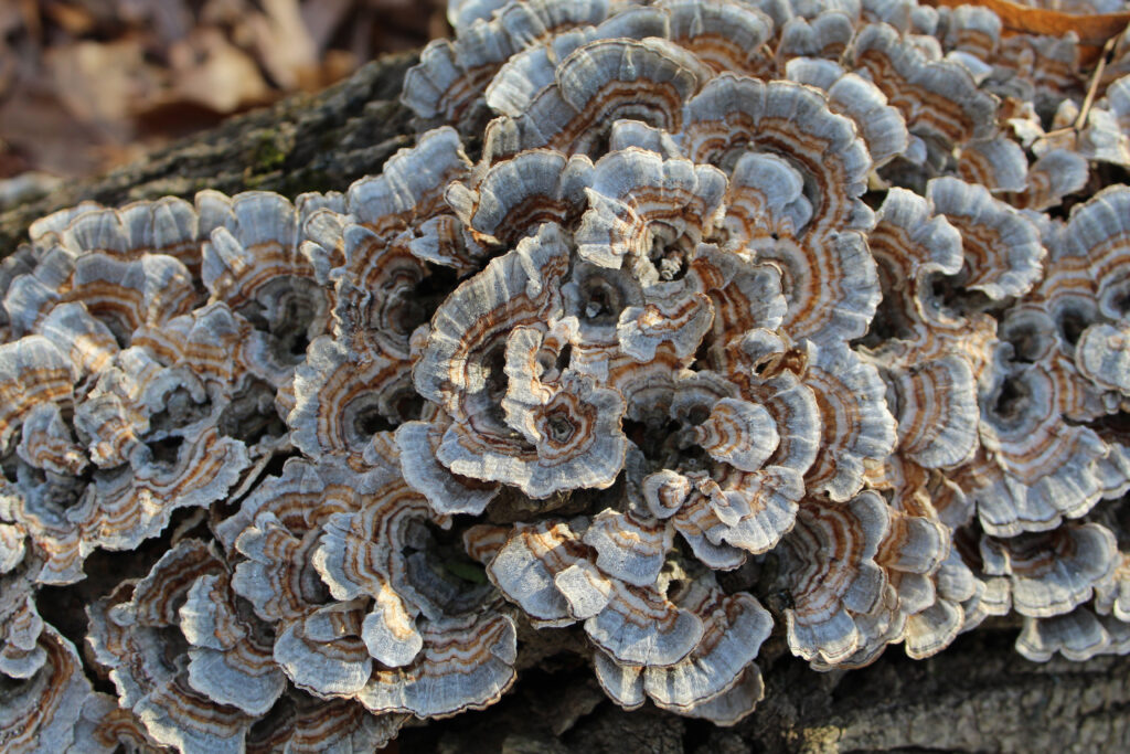 Turkey Tail Mushroom Hot Chocolate