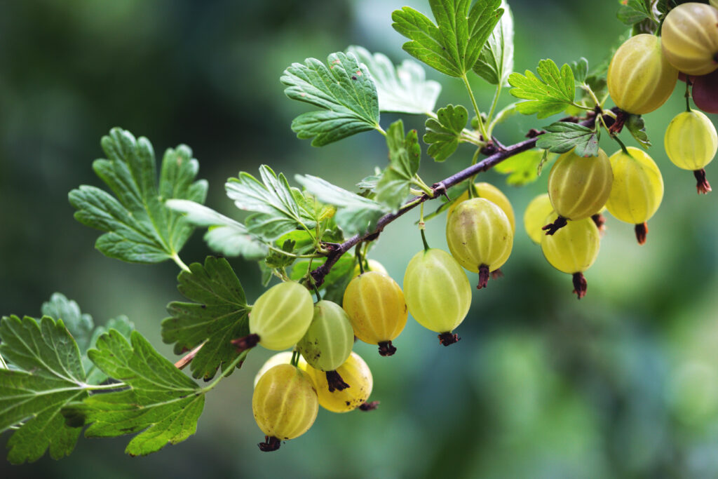 Gooseberry Crumble Ideas